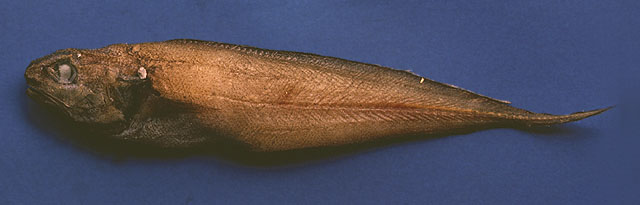 Monomitopus agassizii