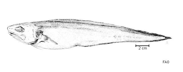 Monomitopus americanus