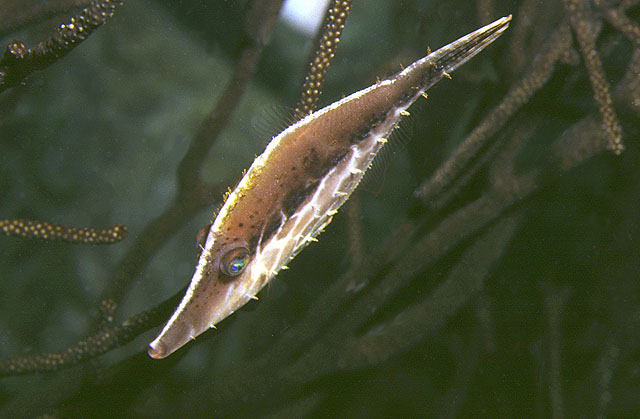 Monacanthus tuckeri