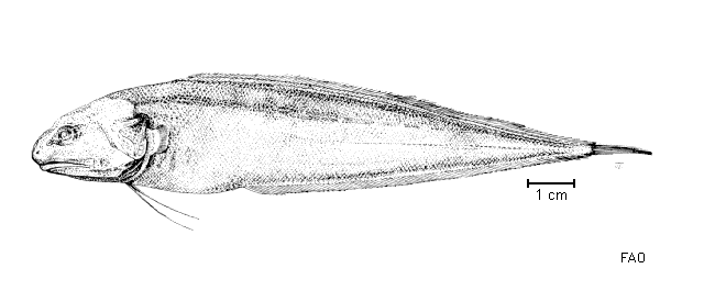 Monomitopus vitiazi