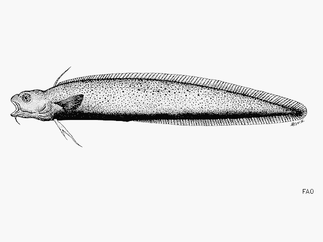 Muraenolepis orangiensis