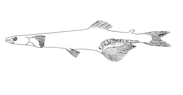 Neosalanx anderssoni