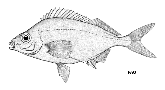 Nemadactylus monodactylus