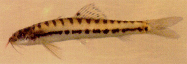 Nemacheilus pallidus
