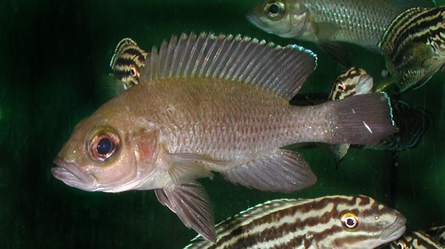 Neolamprologus toae