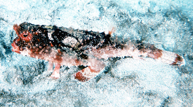 Ogcocephalus parvus
