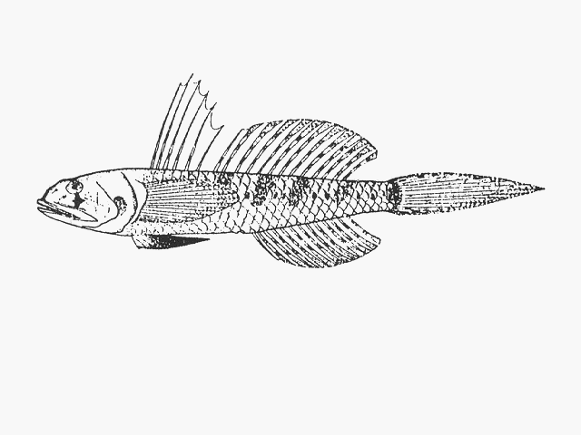 Oxyurichthys keiensis