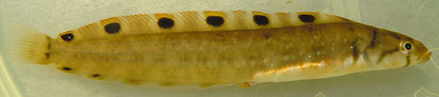 Opisthocentrus tenuis