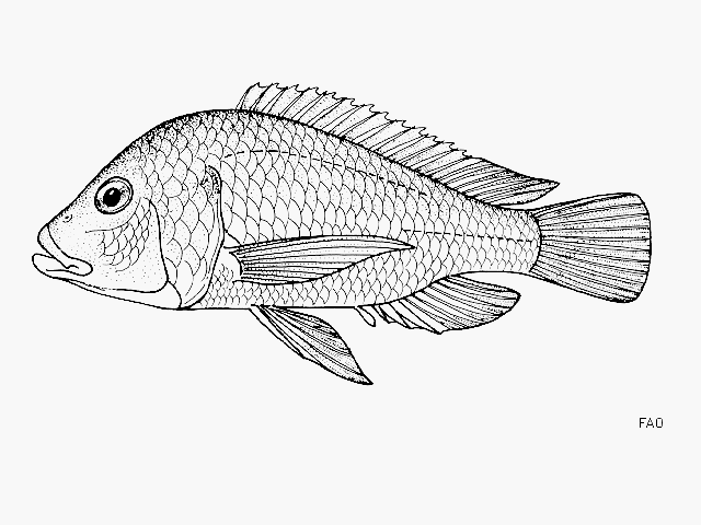 Oreochromis chungruruensis