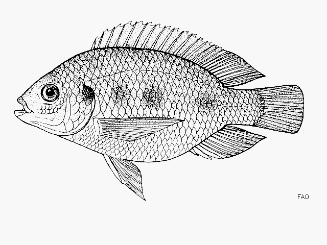 Oreochromis malagarasi