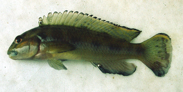 Orthochromis uvinzae