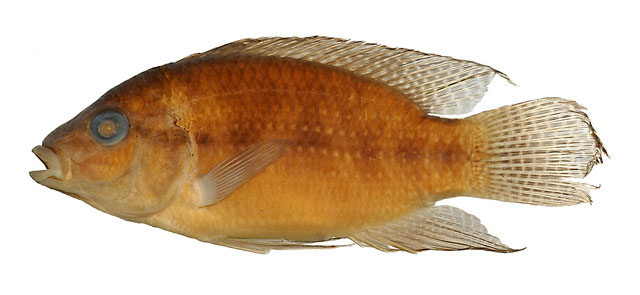 Parananochromis axelrodi