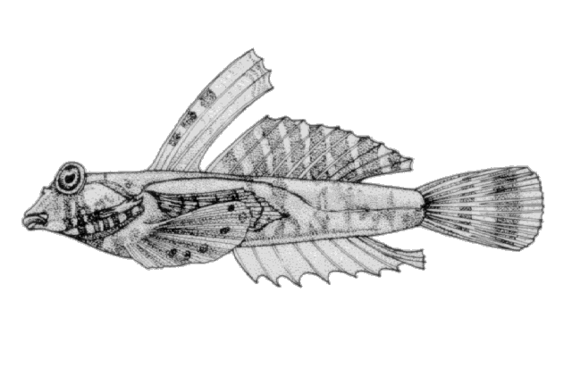 Callionymus bairdi