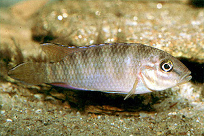 Parananochromis caudifasciatus
