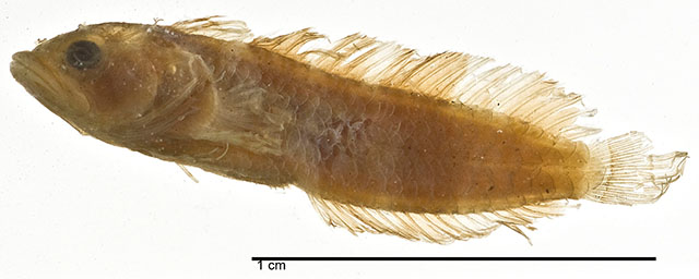 Paraclinus cingulatus