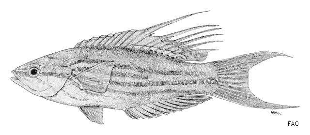 Paracheilinus filamentosus