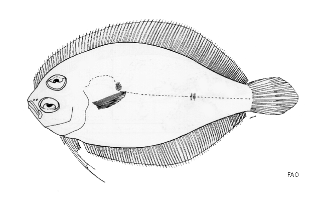 Parabothus filipes