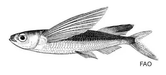 Parexocoetus hillianus