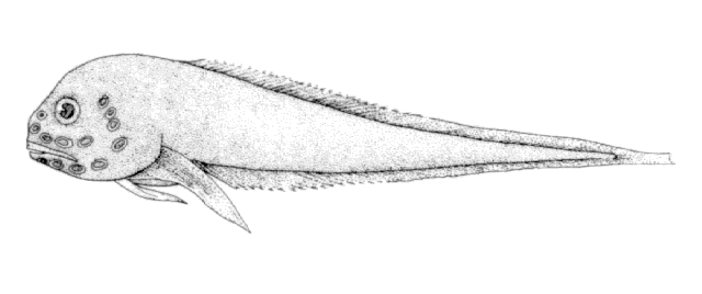 Paraliparis latifrons