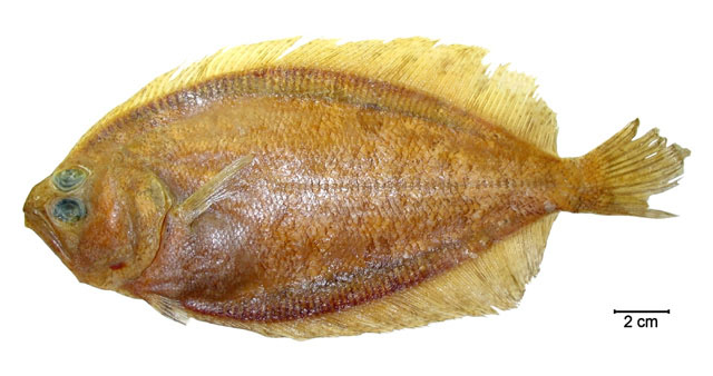 Paralichthys triocellatus