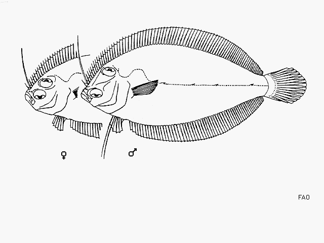 Perissias taeniopterus