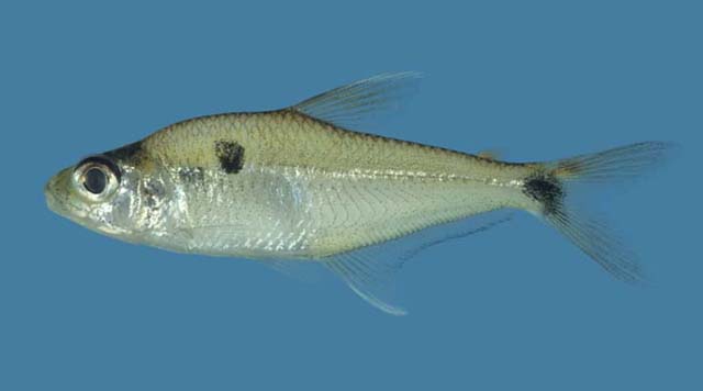 Phenacogaster megalostictus