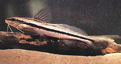 Pimelodella gracilis