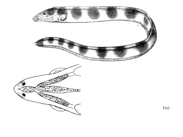 Pisodonophis semicinctus