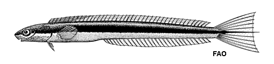 Plagiotremus azaleus
