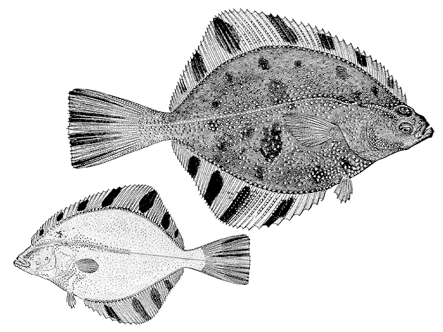 Platichthys stellatus