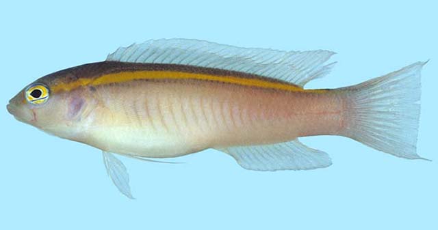 Pseudochromis aureolineatus