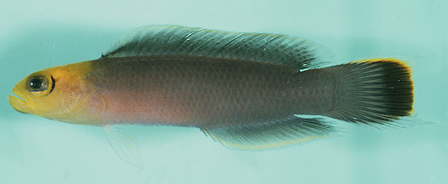 Pseudochromis elongatus
