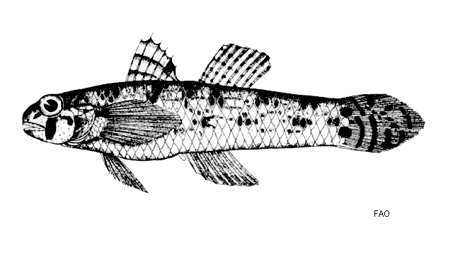 Pseudogobius poicilosoma