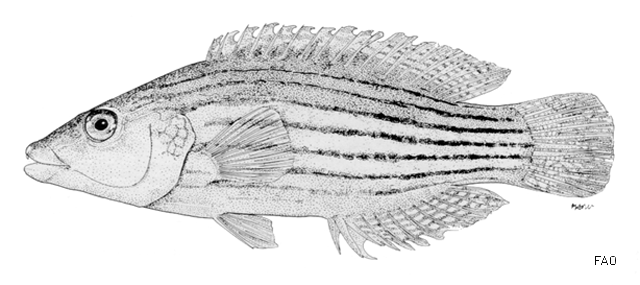 Pseudocheilinus octotaenia