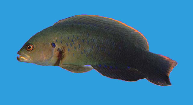 Pseudochromis olivaceus