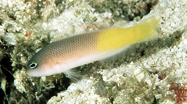 Pseudochromis pylei