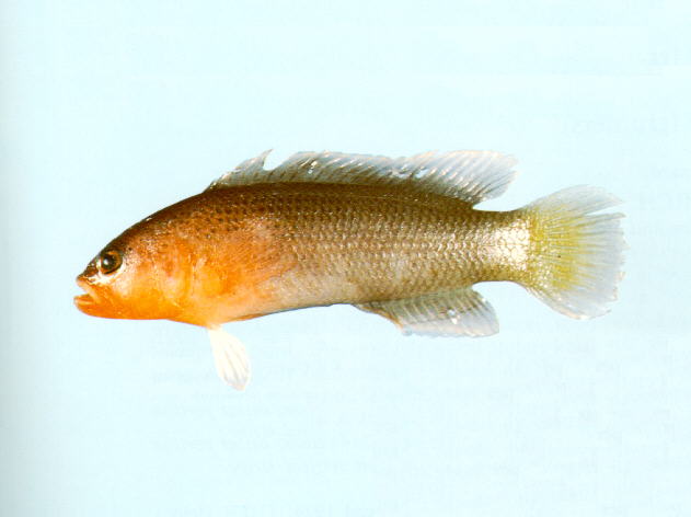 Pseudochromis quinquedentatus