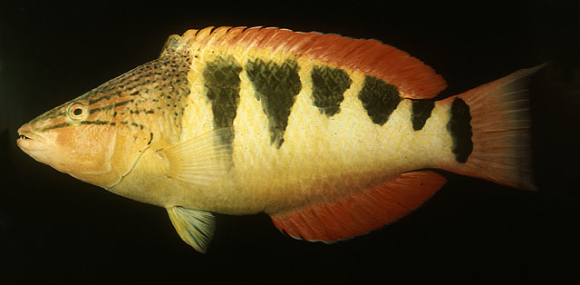 Pseudolabrus semifasciatus