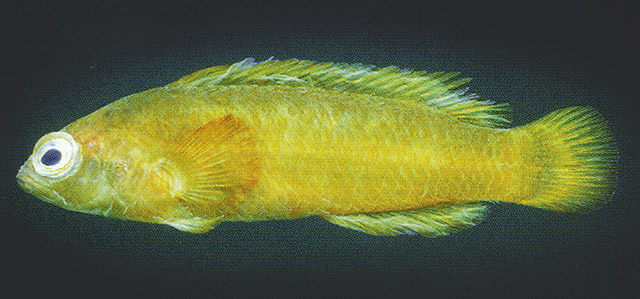 Pseudochromis viridis
