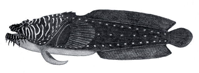 Sanopus greenfieldorum