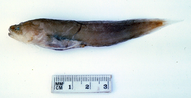 Saccogaster tuberculata