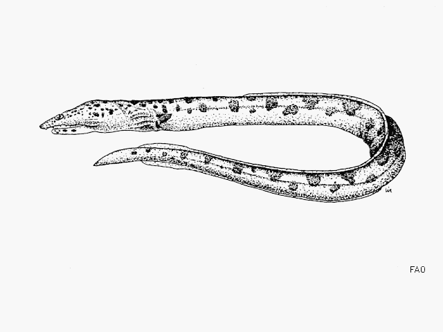 Scytalichthys miurus