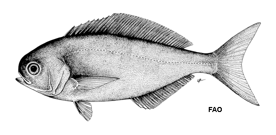 Schedophilus ovalis