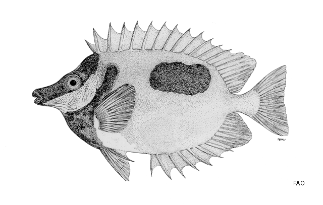Siganus unimaculatus