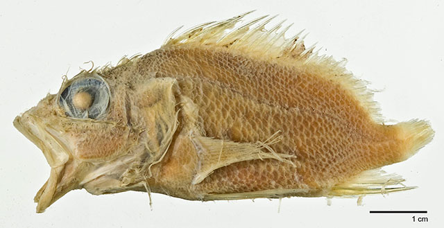 Thysanichthys crossotus