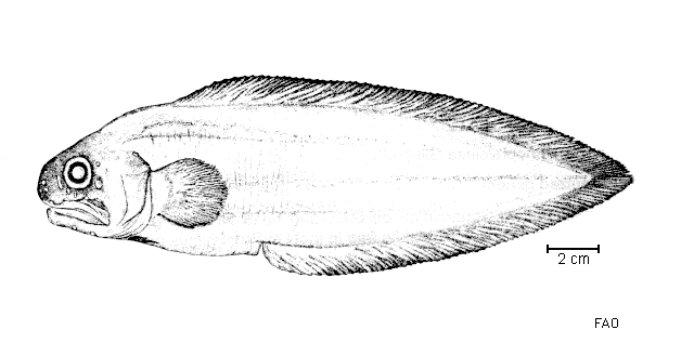 Thalassobathia pelagica