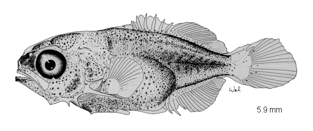 Trachinotus carolinus