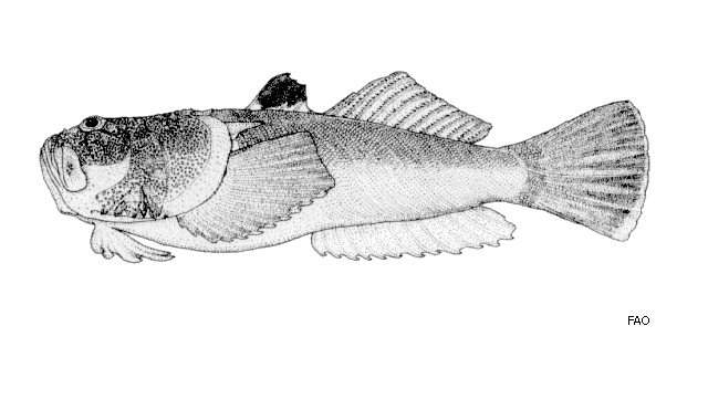 Uranoscopus affinis