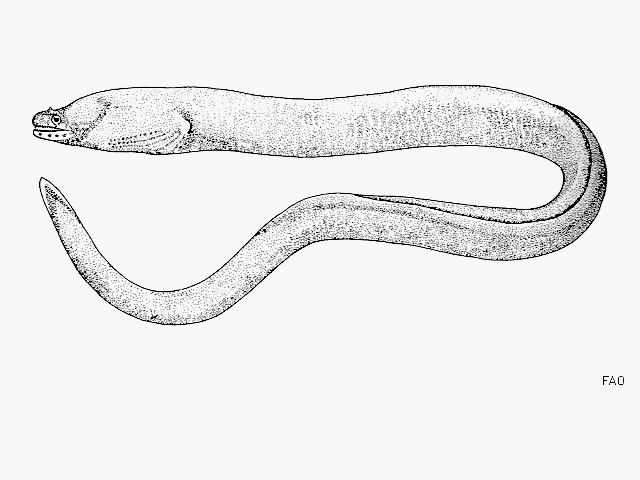 Uropterygius concolor