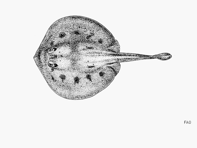 Urobatis maculatus
